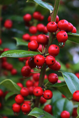 Close-up of shiny red berries on Holly branches. lex cornuta bush