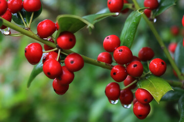 Close-up of shiny red berries on Holly branches. lex cornuta bush
