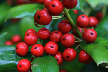 Close-up of shiny red berries on Holly branches. lex cornuta bush