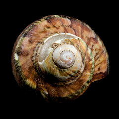 Close-Up of Turbo petholatus Shell on Black background