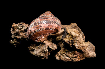 Turbo petholatus sea shell on Driftwood