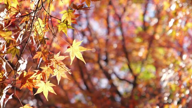 Sky full of maple leaves, sunshine, Japanese autumn
