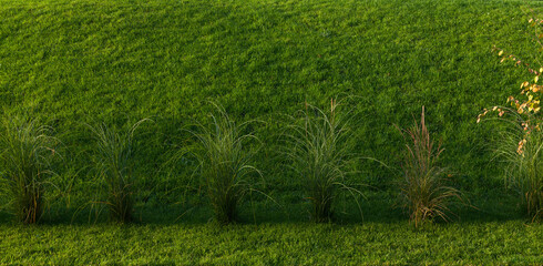 Lush Green Grass Lawn with Bushes Background, Banner