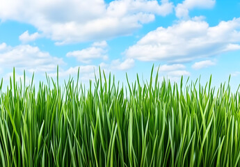 Beautiful green grass meadow landscape with a blue sky and white clouds.