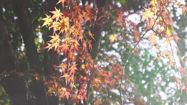 Sky full of maple leaves, sunshine, Japanese autumn