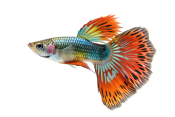 Fancy Guppy fish isolated on white background (Poecilia reticulata)