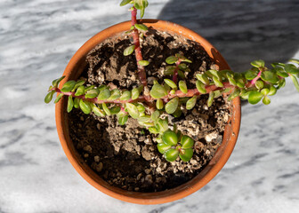Portulacaria afra 'Medio picta,  also known as Portulacaria afra Kaleidoscope succulent shrub with attractive bright reddish pink stems and green leaves with broad white stripes down their middle