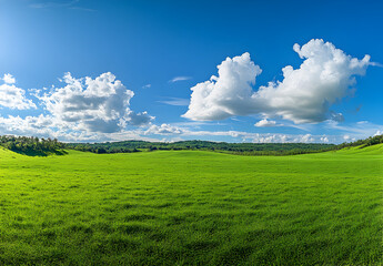 Fototapeta premium Beautiful green grass meadow landscape with a blue sky and white clouds.