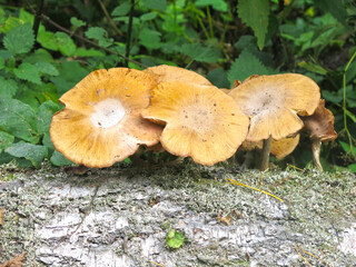 overripe honey mushrooms grow on a stump in the forest in autumn