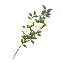 Obraz premium 白い山茶花