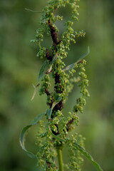Closeup of a vibrant plant with green flowers and lush leaves