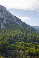 Vertical image of landscape with giant mountain and green pine trees on a sunny day