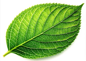 Obraz premium Isolated Green Leaf, White Background Stock Photo, High-Resolution Leaf Image, Nature Photography, Botanical Closeup, Single Leaf, Plant Photography, Fresh Leaf
