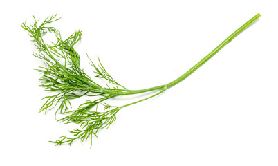 A green stalk of parsley is shown on a white background