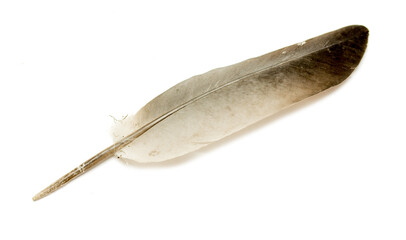 A feather is shown on a white background