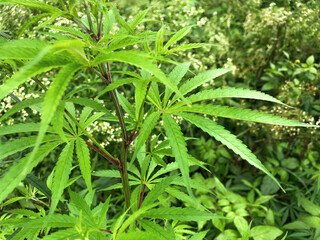 Wild hemp and beautiful nature. Inspiring images of symbiosis.