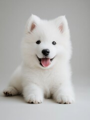 White puppy is laying on a white surface with its tongue out. The puppy is smiling and he is happy