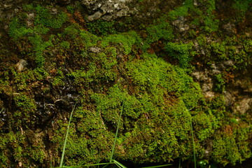 photography of green moss which is suitable for texture backgrounds