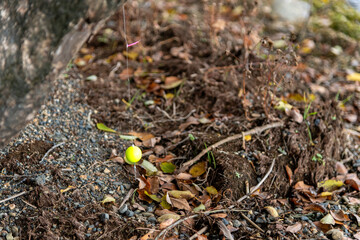 渇水で露わになった、木に引っかかって捨てられた釣り道具の一部
