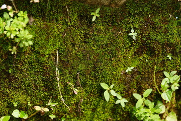 photography of green moss which is suitable for texture backgrounds