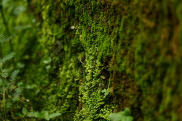 photography of green moss which is suitable for texture backgrounds