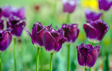 purple  tulips bloom on a green natural background
