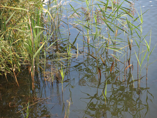 water of the lake near the shore with water lilies, duckweed, grass and forest debris