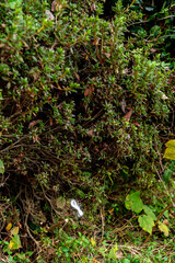 釣り糸を切ってしまった釣り人が釣り糸をまとめた後に持って帰るのが嫌で植え込みに引っ掛けて捨てた釣り糸