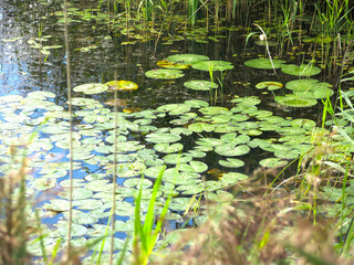 water of the lake near the shore with water lilies, duckweed, grass and forest debris