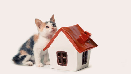 adoption of a tricolor kitten next to a house with a red roof