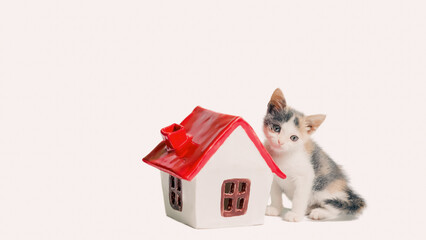 sad tricolor kitten near the toy house