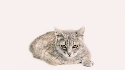 silver tabby cat isolated on white background