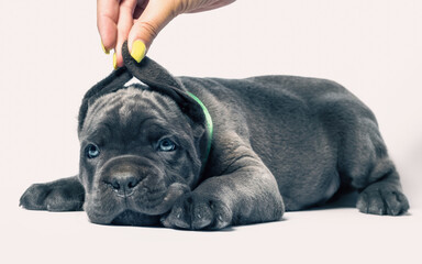 little puppy dog ​​of breed canecorso on a white background in isolation close up