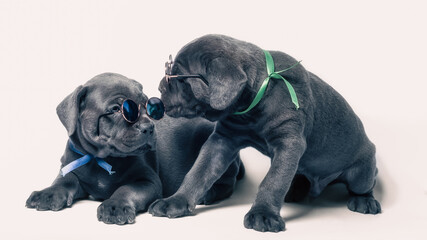 Fototapeta premium couple little puppy dog ​​of breed canecorso on a white background in isolation close up