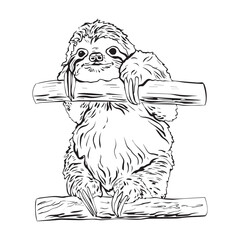Hand drawn sloth sitting on a branch in graphic style. Vector illustration