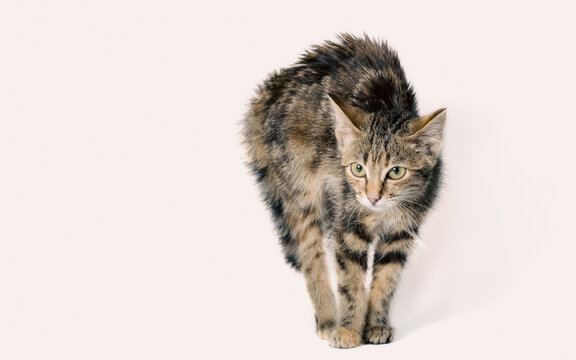 scared cat on a white background