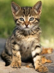 A kitten with a blue eye is sitting on a rock