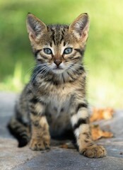 A kitten is sitting on a stone surface with its eyes closed