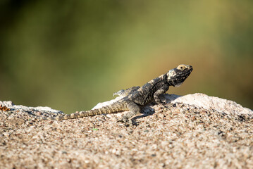 A lizard is sitting on a rock