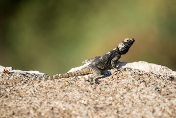 A lizard is sitting on a rock