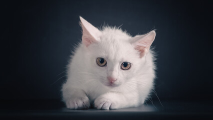 white scared kitten on a black background