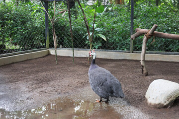helmeted guineafowl on the cage