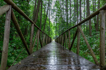 Wooden bridge in the forest on a rainy day