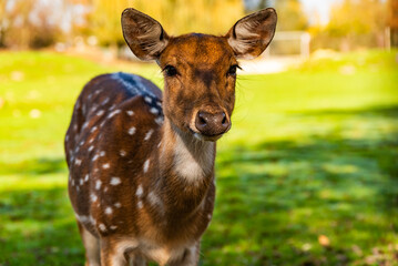 Young female deer in a meadow surrounded by a fence in Preding, Austria