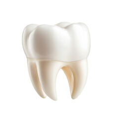 Realistic dental tooth model for educational purposes