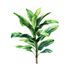 Lush tropical plant with vibrant green leaves transparent background