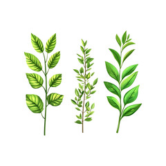Obraz premium Cartoon green leaf branches isolated transparent background floral illustration design element