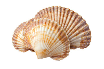 A large shell with a white center and brown edges. on transparent background.