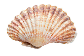A large shell with a white center and brown edges. on transparent background.