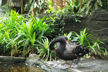 black swans on the park cleaning it's feathers